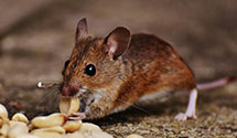 24 Hour & Emergency Exterminators in N Hollywood, CA